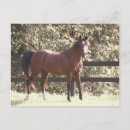 Recherche de cheval arabe cartes postales Étalon