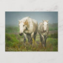 Recherche de camargue cartes postales Ranch