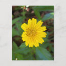 Recherche de osteospermum cartes postales Marguerie