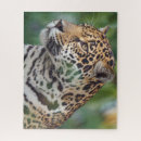 Recherche de chat sauvage puzzles Famille