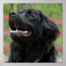 Recherche de chien terre neuve posters Chiot