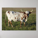 Recherche de bovin posters Texas
