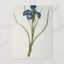 Recherche de fleurs 19ème cartes postales Illustration