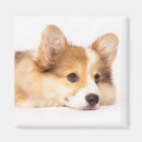 Recherche de portraits animaux magnets Corgi