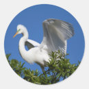 Recherche de egret autocollants Oiseau