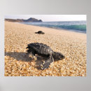 Recherche de hatchling Nature