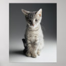 Recherche de chaton tigré posters Animaux familiers