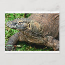 Recherche de dragons cartes postales Indonésie