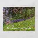 Recherche de salutations de la floride cartes postales Nature