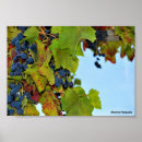 Recherche de raisins rouges posters Fruit
