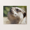 Recherche de meerkat puzzles Faune