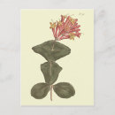 Recherche de fleurs de trompette cartes postales Rose