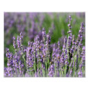 Recherche de pollinisation posters Jardin