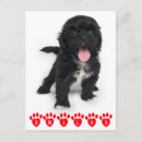 Recherche de tzus de shih cartes postales Shihtzu