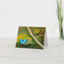 Recherche de papillon bleu de morpho vœux cartes Photographie