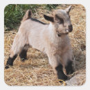 Recherche de chèvre bébé autocollants Chèvres