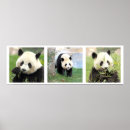Recherche de panda géant posters Animal