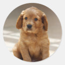 Recherche de yeux de chien autocollants Mignon