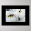 Recherche de de hibou posters Maison