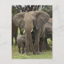 Recherche de troupeau cartes postales Tanzanie