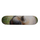 Recherche de bouledogue français skateboards Frenchie