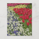 Recherche de tulipe cartes postales Europe