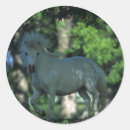 Recherche de cheval miniature autocollants Plomb langrish