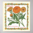 Recherche de calendula art Jardin