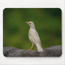 Recherche de albinos tapis souris Oiseau