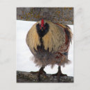 Recherche de poulailler cartes postales Coq