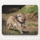 Recherche de cannine tapis souris Pomeranian