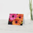Recherche de gerber rose vœux cartes Orange