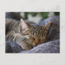 Recherche de bébé tigre cartes postales Chat