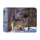 Recherche de loup gris magnets Animaux