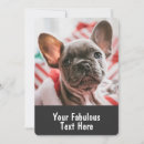 Recherche de bouledogue français Unique