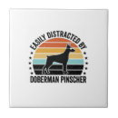 Recherche de dobermann carreaux Weimaraner