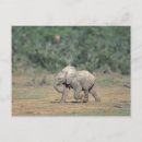 Recherche de comportement cartes postales Parc national