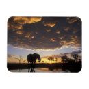 Recherche de éléphant magnets Botswana
