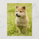 Recherche de shiba cartes postales Nature