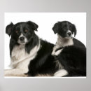 Recherche de unités posters Animal