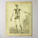 Recherche de squelette cheval posters Anatomie