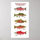 Recherche de saumon posters Truite