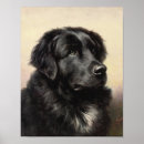 Recherche de chien terre neuve posters Amoureux des animaux