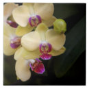 Recherche de orchidée rose carreaux Fleur