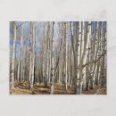 Recherche de peuplier cartes postales Paysage