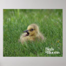 Recherche de oie canadienne Poussin d'oie