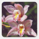 Recherche de azalea autocollants Photographie