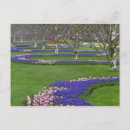 Recherche de jacinthe cartes postales Bleu