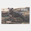 Recherche de nez bleu autocollants Pitbull