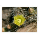 Recherche de cactus de poire Mexique